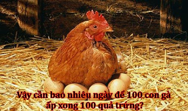 Đối vui: Đố vui hại não: Cần bao nhiêu ngày để ấp trứng?