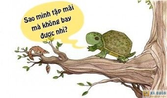 Truyện cười: Lý Do Khiến Rùa Muốn Tập Bay -  haivl | hài hước | hài vl 
