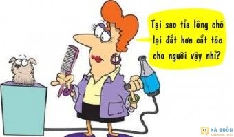 Truyện cười: Lý Do Tỉa Lông Chó Đắt Hơn Cắt Tóc Cho Người