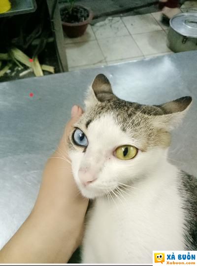  haivl  Boruto nè. Hiền Nhân thuật và bạch nhãn  :3  -  haivl