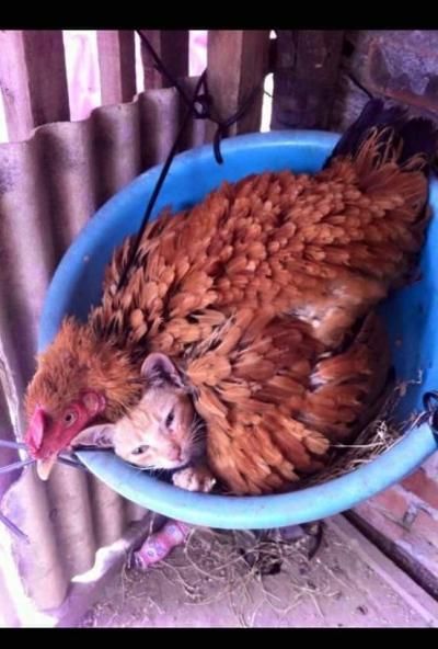  hài hước   Thì ra mèo mả gà đồng là đây.gio mới hiểu câu đó  :) 