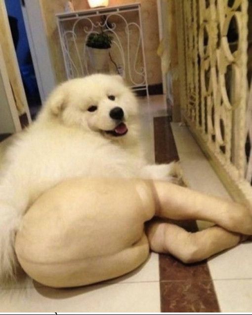  :x  Chân dài tới nách  :v  -  haivl | hài hước | hài vl   