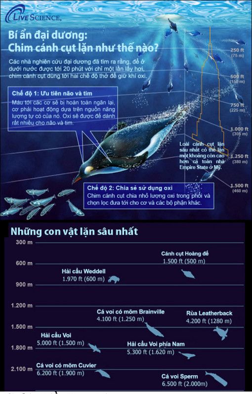  :x  Những con vật lặn sâu nhất đại dương  =))  -  haivl