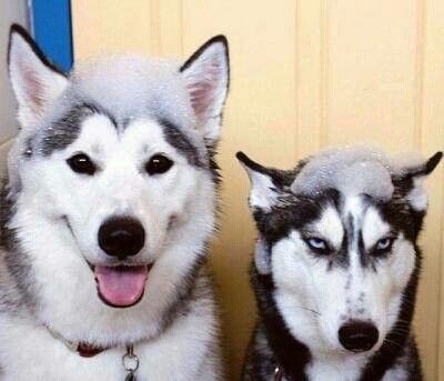  :(  Cách phân biệt Husky và Alaska  =))  -  haivl | hài hước | hài vl  
